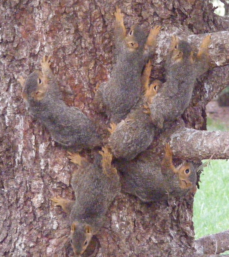 A closer view of the tangled mass.